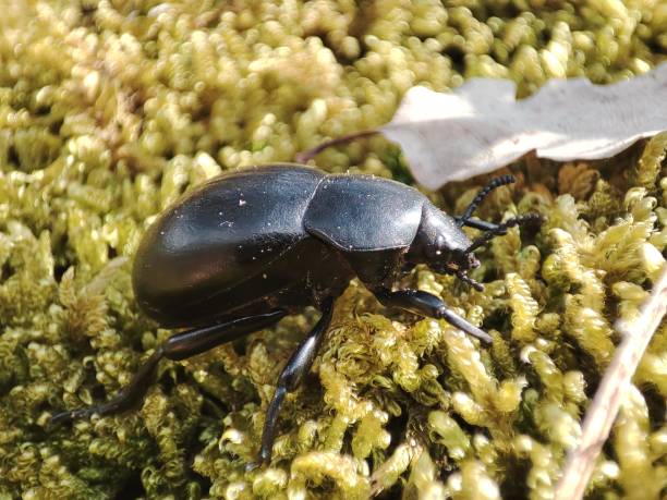 Carabus coriaceus (black grounded beetle, widespread in Europe and Russia, red list presented) Carabus coriaceus is a species of beetle widespread in Europe, where it is primarily found in deciduous forests and mixed forests carabus coriaceus stock pictures, royalty-free photos & images