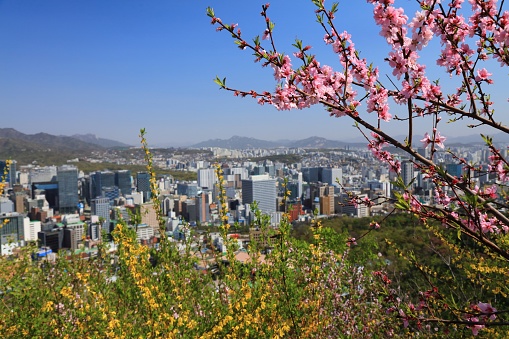 Seoul cityscape and spring blossoms. City view with Jung-gu district.