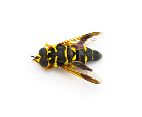 flower, hover, Syrphid or drone fly - Carolinian Elegant - Meromacrus acutus - bright yellow and black colors with stripes that mimic a bee or wasp isolated on white background, top dorsal view