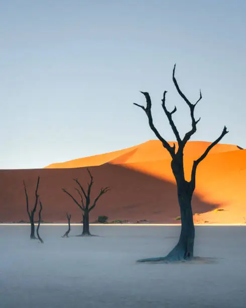The dead trees in Deadvlei, Namibia an early morning in march.