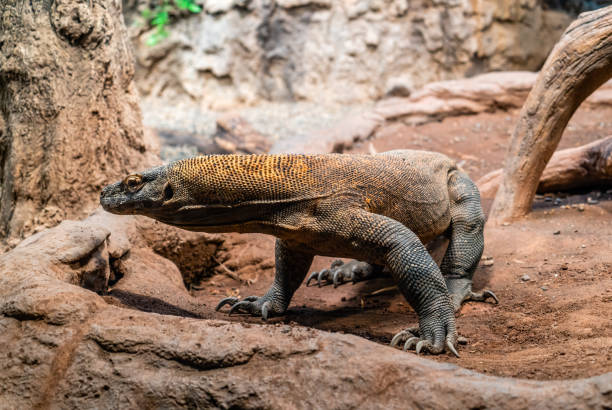 istock Seattle Zoo Komodo Dragon 1488382975