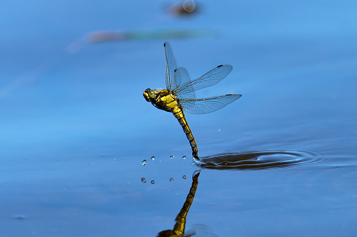 Orthetrum cancellatum, Black-tailed Skimmer, dragonfly, female