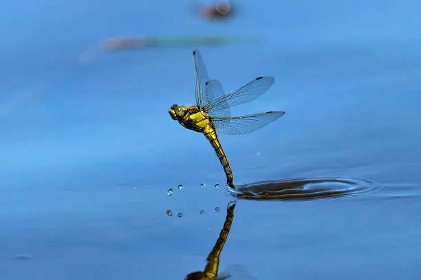 Photo of female dragonfly laying eggs in flight above water surface with small splashes of water