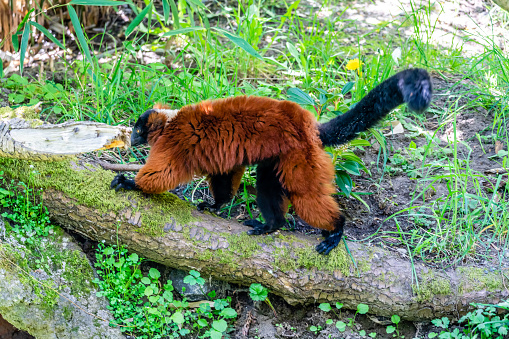 Furry Lemurs at the Woodland Park Zoo in Weattle, Washington.