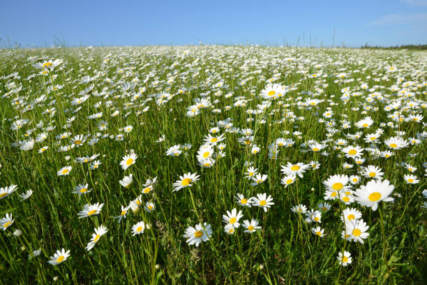istock Marguerite daisies on the meadow. 1488383482