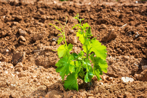 Young shoots on the grafts of new vine seedlings in spring. Agriculture. Young sprouts on the new Cannonau grape seedlings. Close-up of the shoots and bunches of grapes in the newly planted vine grafts. Traditional agriculture. rooted cutting stock pictures, royalty-free photos & images