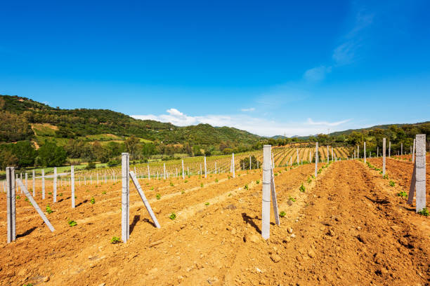 New vineyard with young shoots in spring. Agriculture. Newly planted Cannonau grape vineyard with new shoots and young leaves in spring. Young inflorescence of the vine. Traditional agriculture. Sardinia, Italy. rooted cutting stock pictures, royalty-free photos & images