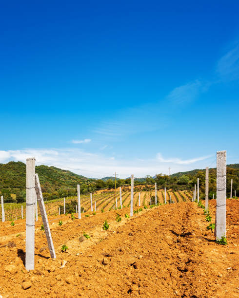 New vineyard with young shoots in spring. Agriculture. Newly planted Cannonau grape vineyard with new shoots and young leaves in spring. Young inflorescence of the vine. Traditional agriculture. Sardinia, Italy. rooted cutting stock pictures, royalty-free photos & images