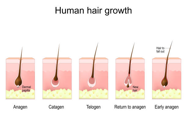Human hair growth. life cycle of hair follicle. phases anagen, catagen, telogen, vector art illustration