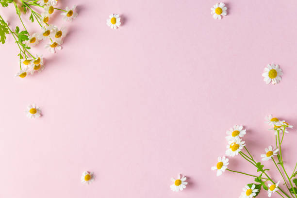 istock Flower composition. Frame made of white chamomile flowers on pink background. Flat lay. Wedding, Mothers day concept 1488385504
