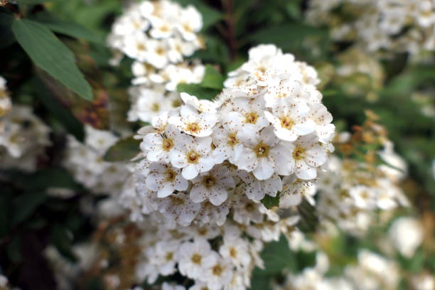 istock white flowers of Reeve's spiraea 1488386736