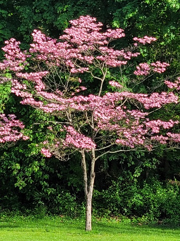 Árbol de palo de perro con flores rosadas photo