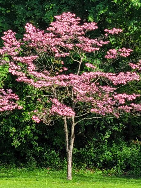 arbre rose fleurissant de dogwood - linden tree photos et images de collection