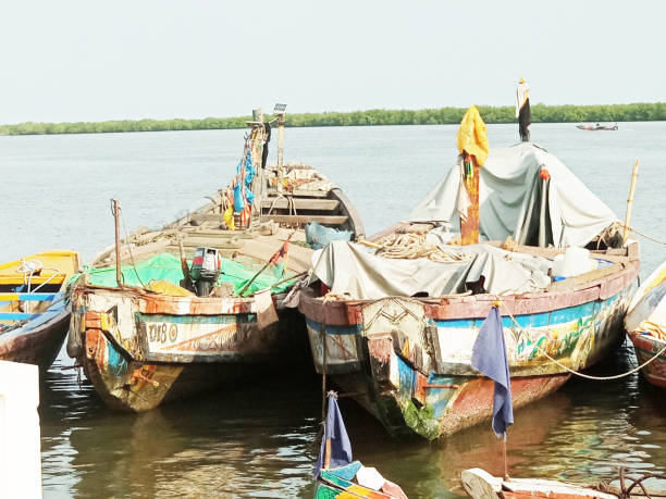 Traditional African fisherman's canoes Senegalese fishermen returning from fishing dock their traditional pirogues and unload the products of fishing casamance river stock pictures, royalty-free photos & images