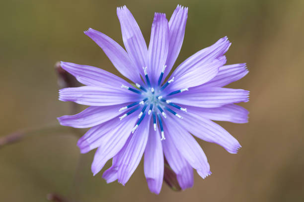istock Macro of a beautiful flower in nature 1488390167