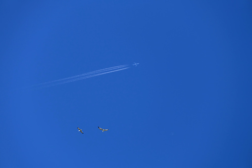 airplane and flying seagulls in the blue sky