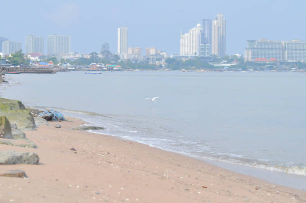Heron, Bittern or Egret or Pelecaniformes on the beach or sea background or beach background in Pattaya Thailand