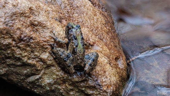 A close up of a southern leopard frog perched on a rock.