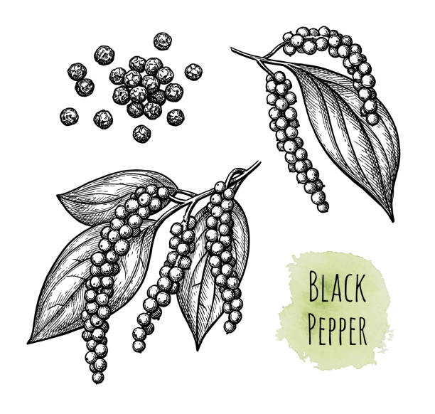 schwarzer pfeffer und pfefferkörner. - pepper spice black peppercorn white background stock-grafiken, -clipart, -cartoons und -symbole