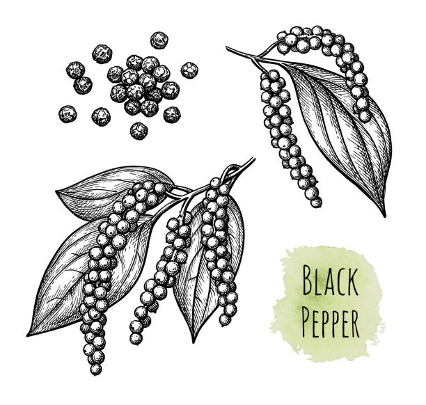 黒胡椒と胡椒。 - pepper spice black peppercorn white background点のイラスト素材／クリップアート素材／マンガ素材／アイコン素材