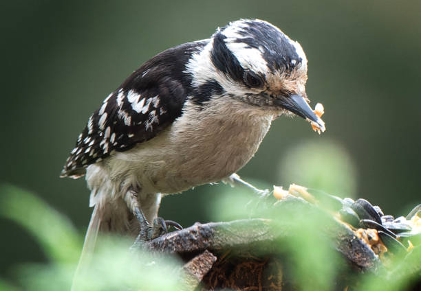 istock A Woodpecker on the bird feeder 1488392882