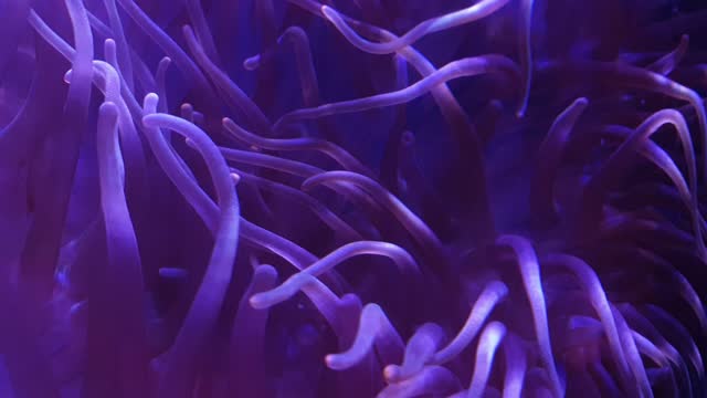Sea Anemone in Reef.