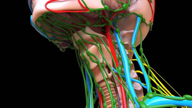 istock larynx cartilaginous segment of the respiratory 3D rendering 1488393082