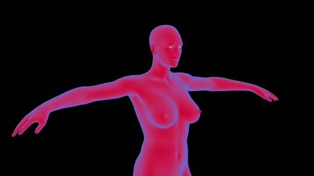 istock Female body anatomy Human 3D rendering 1488393651