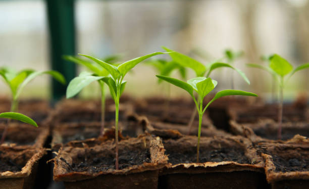 istock Plant seedlings in small square pots 1488393943