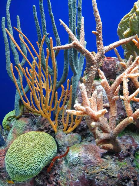 istock a large colorful coral and various other tropical plants under water 1488394051