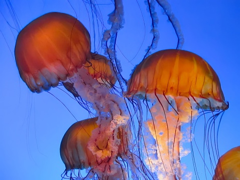 A vibrant blue ocean featuring an array of jellyfish swimming in the waters