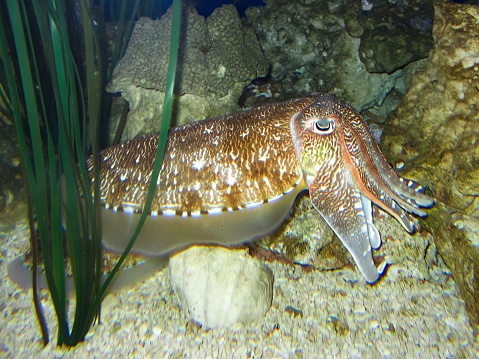 A close-up shot of a large cuttlefish resting on a pile of rocks in a natural environment