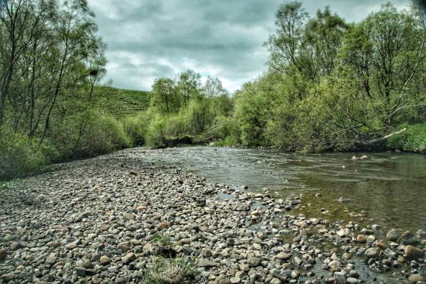 istock Riverbank flowers,trees, bushes and buds. 1488394408