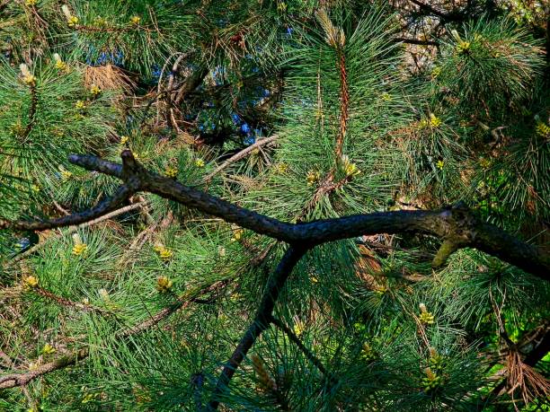 istock cones bloomed on a green spruce in spring 1488394455