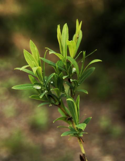 istock Riverbank flowers,trees, bushes and buds. 1488394595