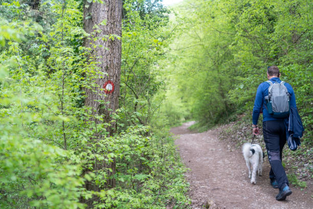istock Walking dog in countryside on sunny spring day 1488395255