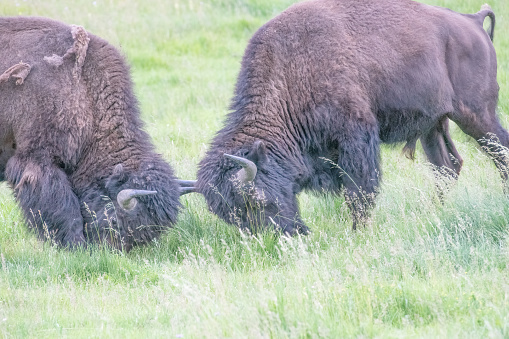 Bison fighting for domination in rutting season in the Yellowstone Ecosystem in western USA, North America.