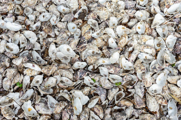 istock Many identical sea shells. Sea background with copy space 1488395360