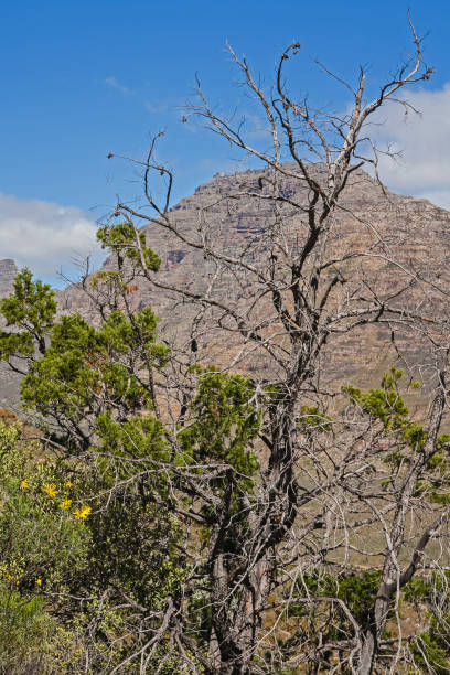 istock The Clanwillian Cedar (Widdringtonia cadarbergensis) in the Cederberg Mountains 12720 1488395458