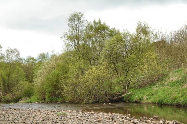 istock Riverbank flowers,trees, bushes and buds. 1488395659