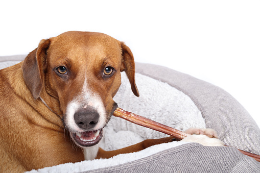 The brown colored Pit Bull Terrier, with amputated paw, sitting