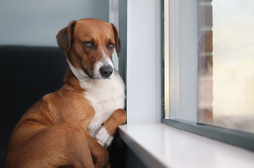 Relaxed puppy dog sitting with paw on window sill while watching the neighborhood. 1 year old female Harrier mix dog. Selective focus.