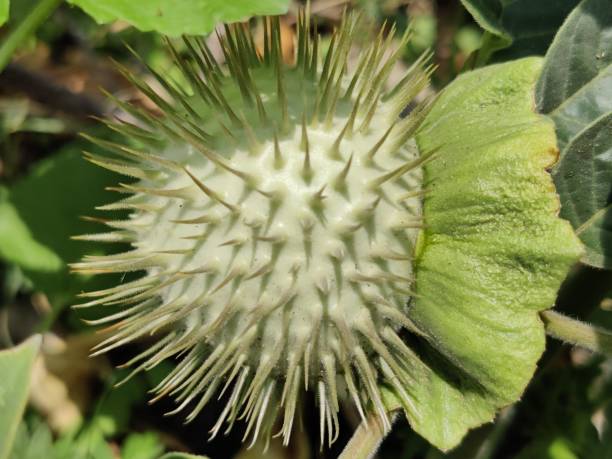 istock Datura innoxia plant fruit 1488395909