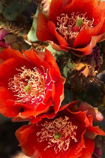 Plains pricklypear in blossom at Theodore Roosevelt National Park, North Dakota, USA