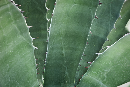 Prickly pear cactus plant exposed to sunlight in garden