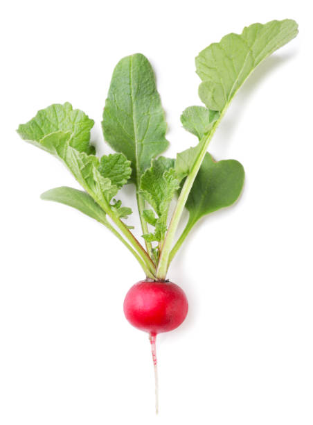 istock Ripe radish with leaves on a white background. Top view 1488397945