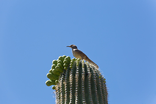 Flowering Saguaro cactus with a Curved Bill Thrasher bird resting on top