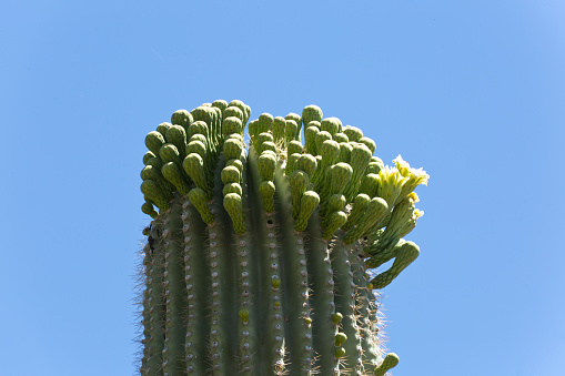A close-up photo of the flowering Saguaro cactus