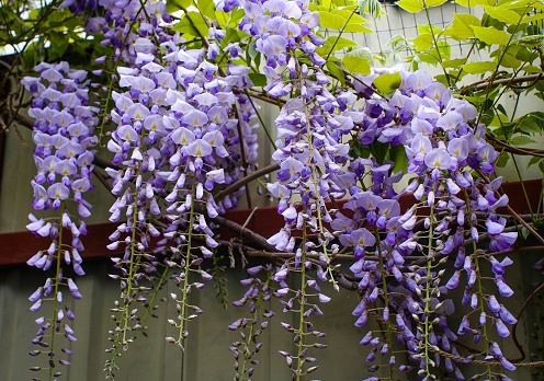 Wisteria. In spring, purple wisteria flowers bloom in the garden. Beautiful blooming trellis flower in the park.