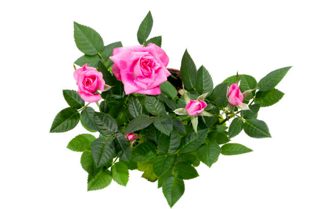 istock Indoor rose bush in a pot on a white background 1488398169